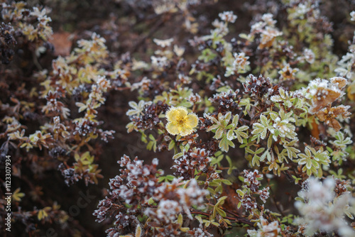 Yellow flower in the bush photo