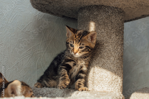 Young cute bengal kitten sitting on a soft cat's shelf of a cat's house indoors.