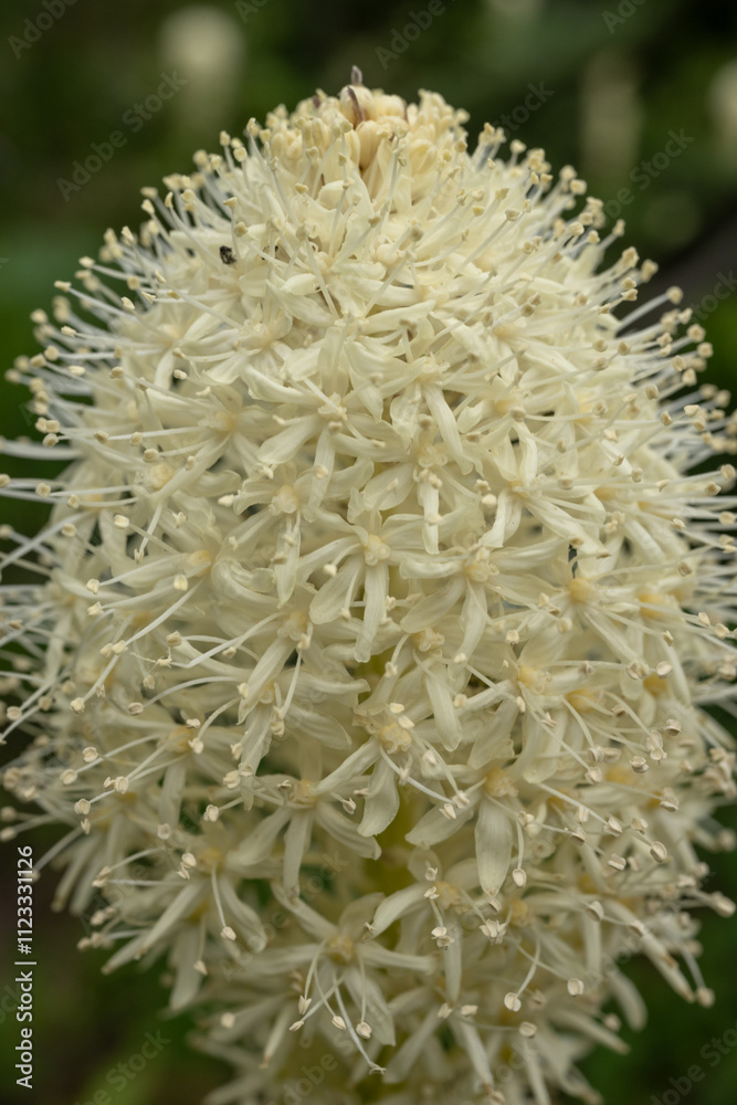 Φωτογραφία Tangle Of Blooms Make Up The Head Of Bear Grass