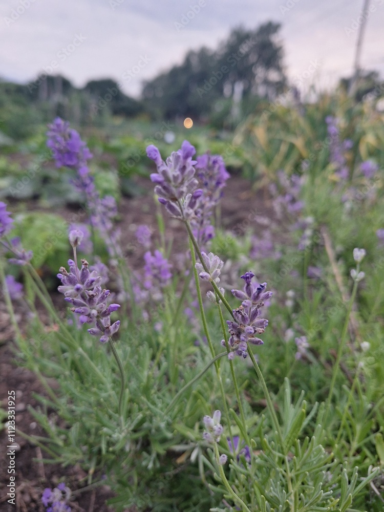 Close up of lavender growing in a garden at dusk Close up of lavender growing in a garden at dusk