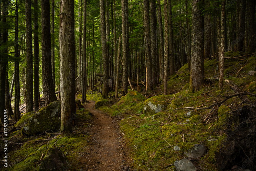 Fototapeta premium Thick Moss Covers The Forest Floor Along Wonderland Trail In Mount Rainier