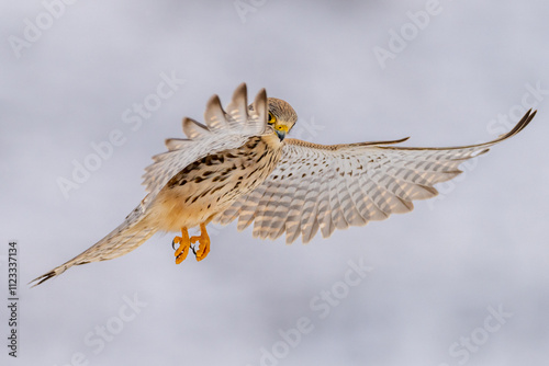 Turmfalke im Rüttelflug