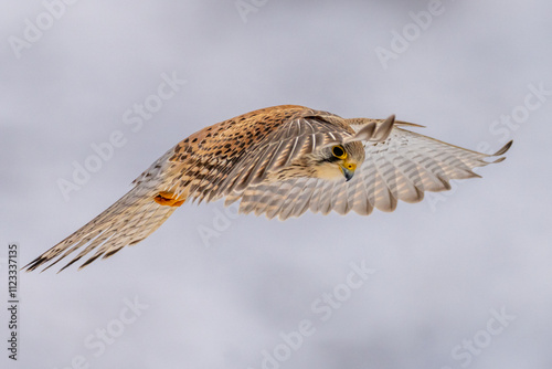 Turmfalke im Rüttelflug