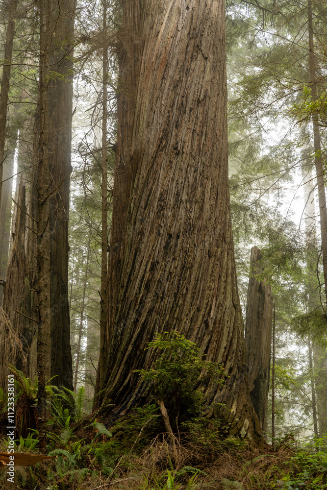 Obraz premium Twisting Texture Of Redwood Bark In Fog