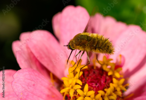 Bombylius minor - a fly collects nectar on a rose flower, Ukraine photo