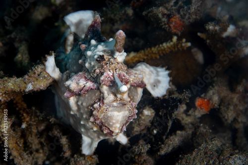 A Warty frogfish, Antennarius maculatus, uses effective camouflage to blend into its coral reef environment in Lembeh Strait, Indonesia. This species is found throughout the Indo-Pacific region. photo