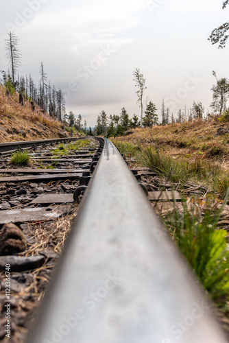 Bahnschiiene im Wald