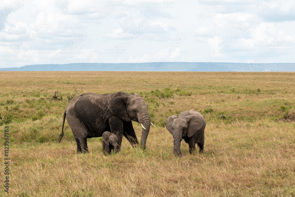 Fototapeta premium elephants in the savannah