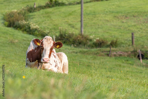 Kuh auf der Weide