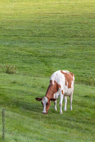Kuh auf der Weide