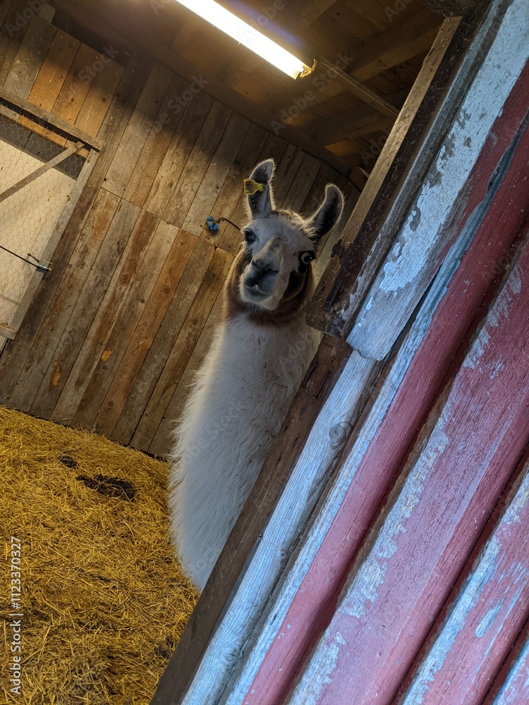 Obraz premium Curious Llama