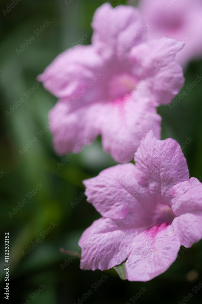 Obraz premium Ruellia Tuberosa or Minnieroot stock photo macro pink or purple color flower macro
