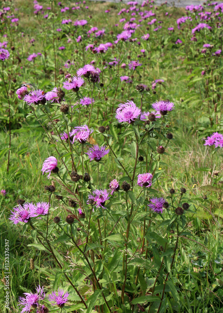 Obraz premium Phrygian cornflower (Centaurea phrygia) grows in nature