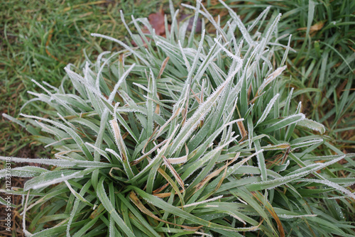 Green rass in frost photo