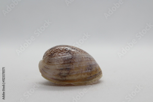 Sea shells (Cephalaspidea)bulla ampulla shell isolated on a white background

