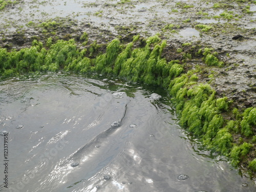 Wallpaper Mural Green seaweed attached to large rocks on the beach during low tide. seaweed on the beach on the rocks. very beautiful and fertile with good seawater quality. maintain nature well Torontodigital.ca
