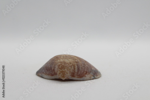 Seashell of bivalve mollusc Glycymeris nummaria  Isolated on a white background  photo