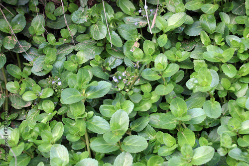 Fototapeta Naklejka Na Ścianę i Meble -  Veronica beccabunga grows in nature