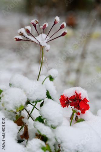 Red Flower in Winter with Snow