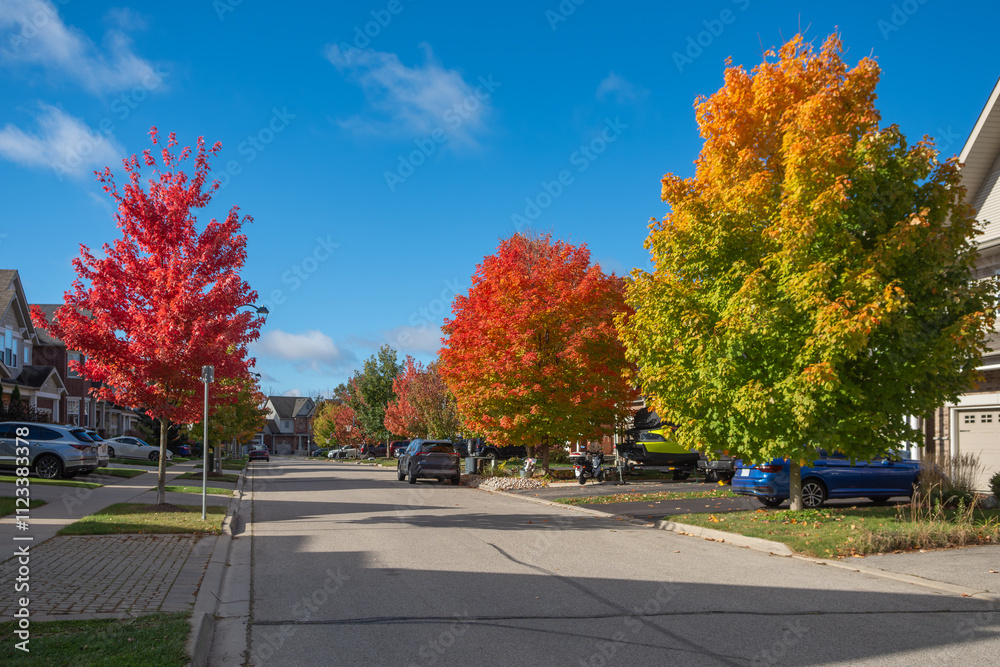 Obraz premium Autumn maples paint the street in different colors