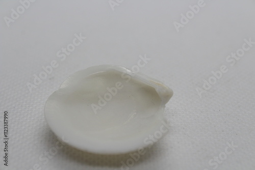 cut trough shell (Spisula subtruncata) isolated on a white background photo