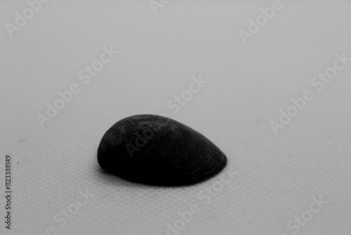 nucula nitidula seashell isolated on a white background photo