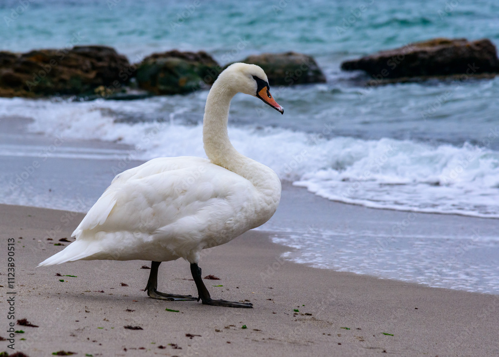 The mute swan Cygnus olor - an adult swan with a red beak walks on the sand near the edge of the Black Sea The mute swan Cygnus olor - an adult swan with a red beak walks on the sand near the edge of the Black Sea