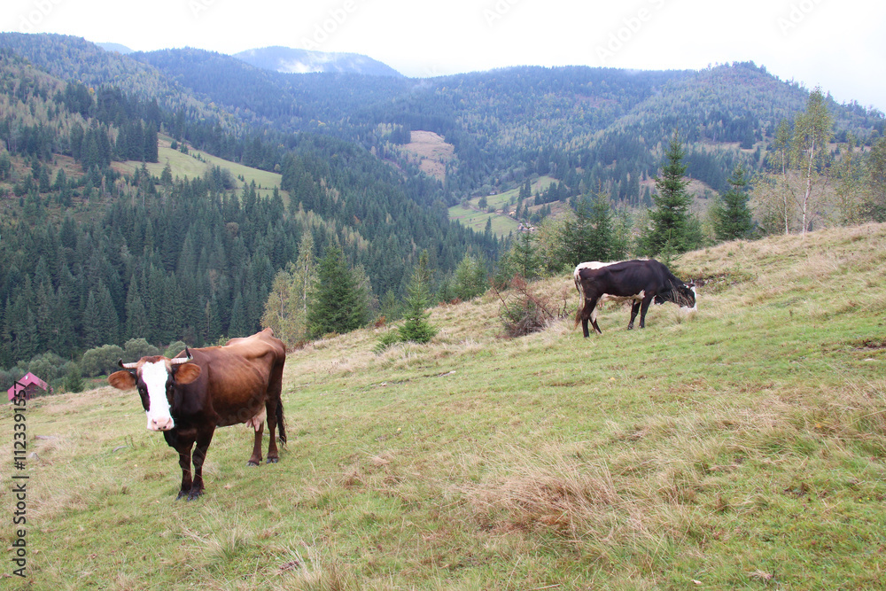 Fototapeta premium Cow on a mountain pasture