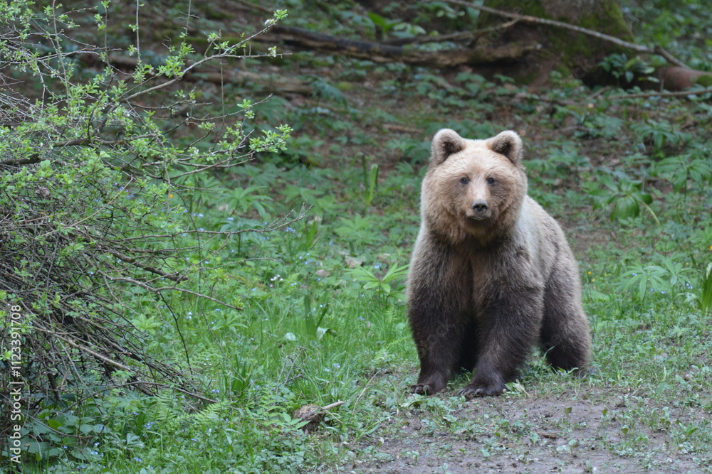 Fototapeta premium brown bear in the forest