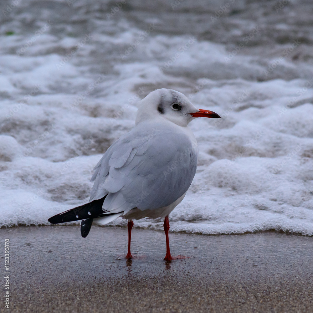 Black-headed Gull Larus ridibundus - birds rest on the shore and walk on the sand on the sandy beach of Odessa, Black Sea Black-headed Gull Larus ridibundus - birds rest on the shore and walk on the sand on the sandy beach of Odessa, Black Sea