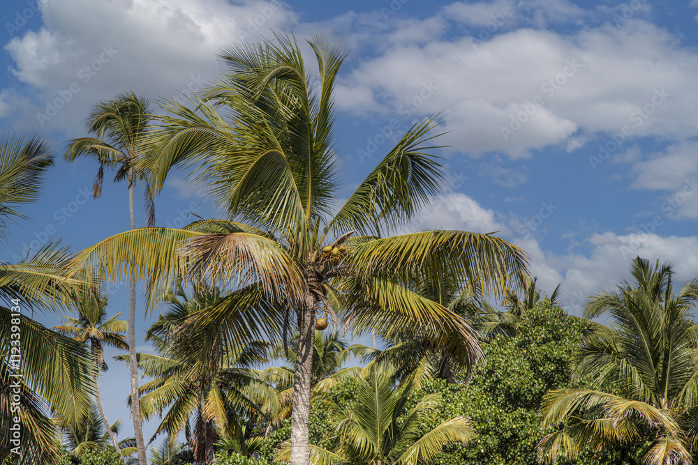 Obraz premium Coconuts on the palm tree