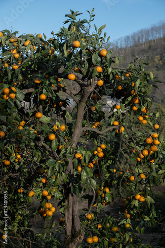 Lots of tangerines growing on a tree. Citrus tree closeup