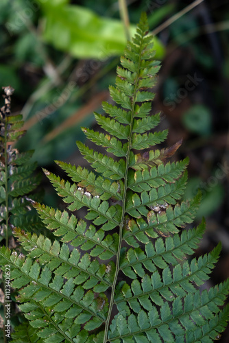 Closeup of a green leaf of a fern lit by the sun