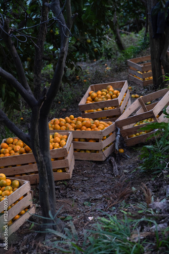 Wooden crates filled with tangerines standing under the tangerine trees in the garden. Harvest time. 