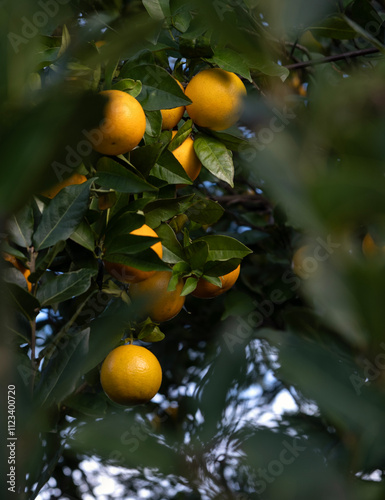 Oranges growing on a tree. Citrus tree closeup