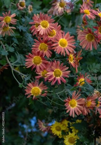 Orange chisantemum flowers. Autumn flowers. 