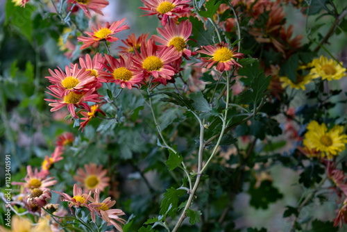 Orange chisantemum flowers. Autumn flowers. 