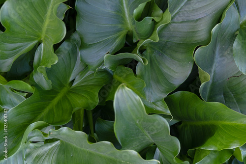 Dark green leaves of Calla lily flower. Nature background.