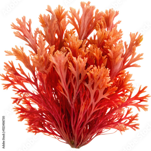 Seaweed plant  isolated on transparent background 
