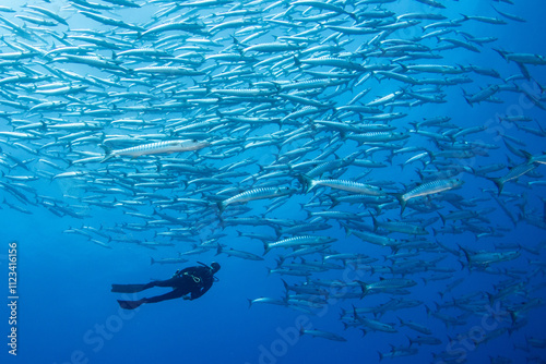 Принти на полотні Barracuda, French Polynesia