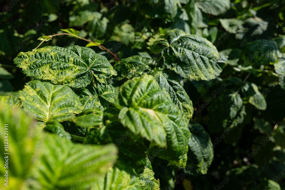 Raspberry (rubus idaeus) plant leaves with blight disease