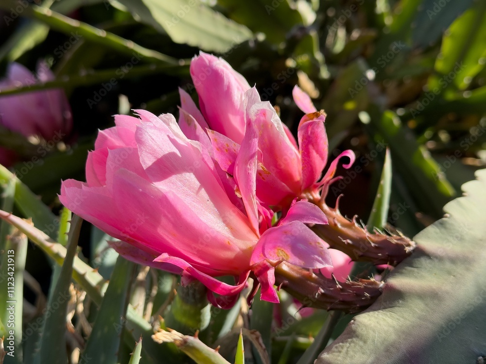 German empress flower (disocactus phyllanthoides), pink petals