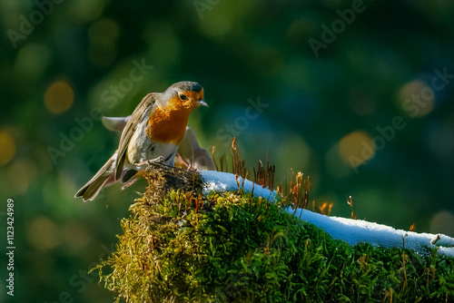  Un pettirosso (Erithacus rubecula) si appollaia su un ramo innevato e ricoperto di muschio e osserva attentamente se ci sono vermi da mangiare. photo