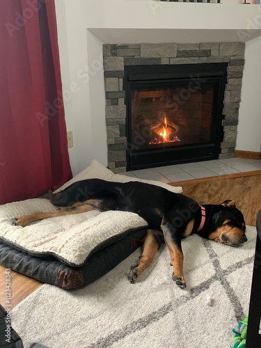 dog snoozing by the fire