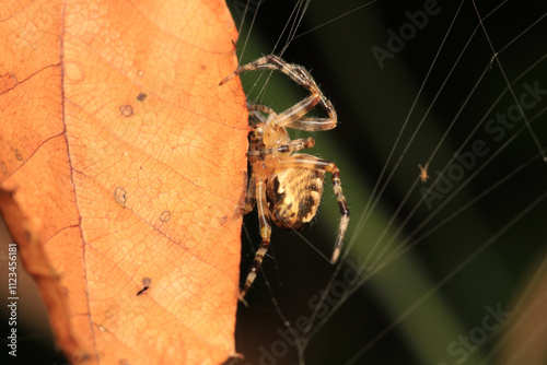 natural parasteatoda tepidariorum spider macro	 photo