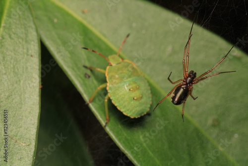 natural parasteatoda tepidariorum spider macro	 photo