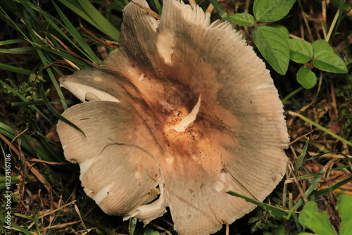 natural russula cyanoxantha mushroom photo photo