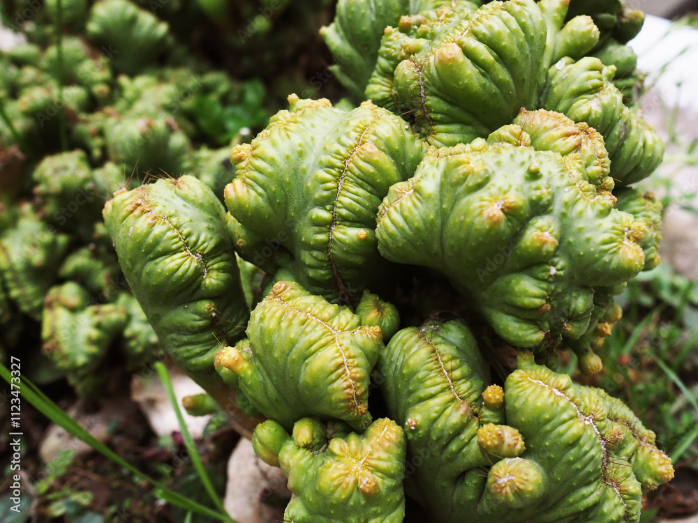 Fototapeta premium close up of a pine cones