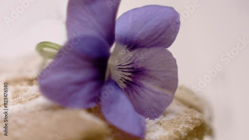 French patisserie with purple flower decoration, packshoot studio commercial	