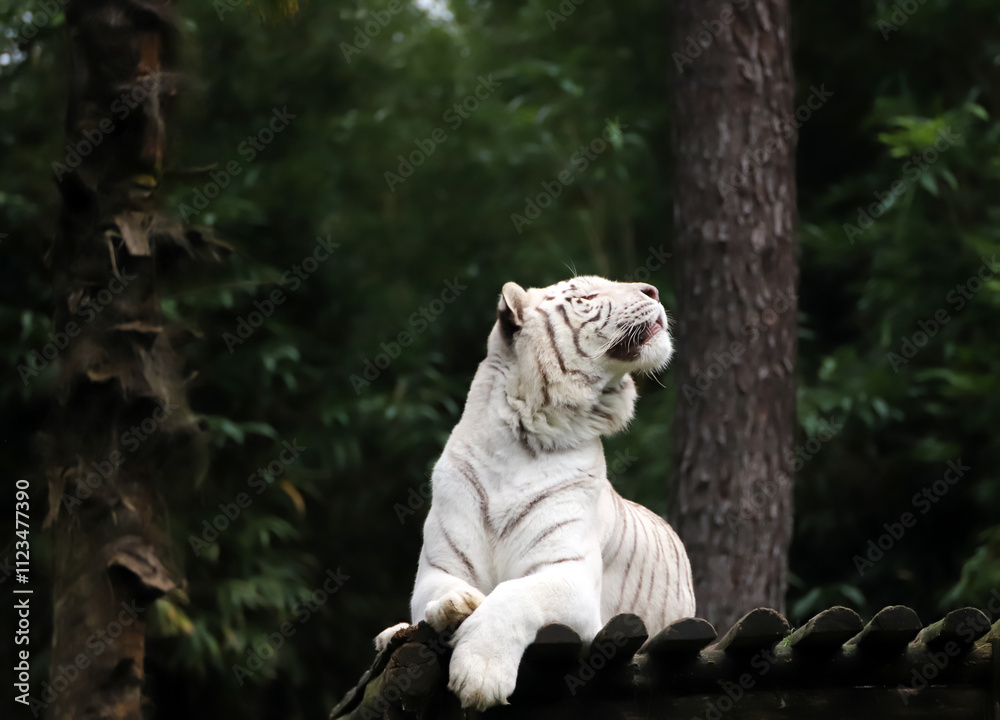 tigre blanc majestueux